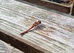 Sympetrum vulgatum