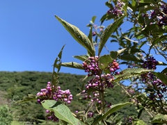 Callicarpa tikusikensis