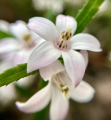 Crowea angustifolia