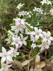 Crowea angustifolia