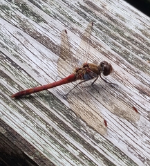 Sympetrum vulgatum