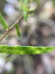 Crowea angustifolia