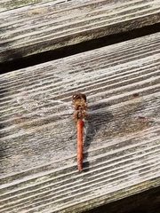 Sympetrum vulgatum