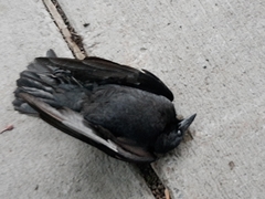 Corvus brachyrhynchos