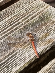 Sympetrum vulgatum