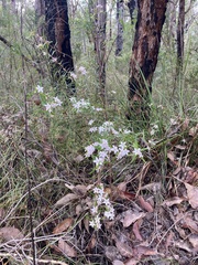Crowea angustifolia