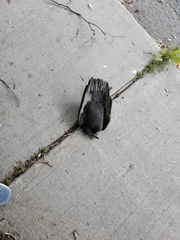 Corvus brachyrhynchos