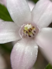 Crowea angustifolia