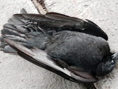 Corvus brachyrhynchos