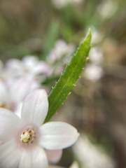 Crowea angustifolia