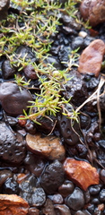 Crassula aquatica