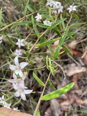 Crowea angustifolia