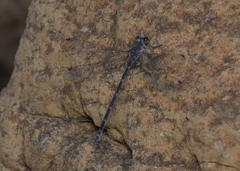 Caledopteryx maculata