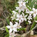 Crowea angustifolia - Photo (c) pimelea, alguns direitos reservados (CC BY), uploaded by pimelea