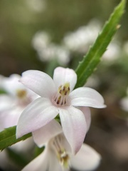 Crowea angustifolia