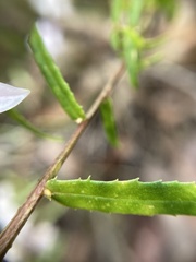 Crowea angustifolia