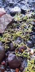 Crassula aquatica
