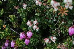 Pieris nana