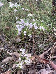Crowea angustifolia