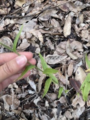 Crowea angustifolia