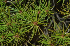 Melaleuca brongniartii