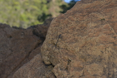 Caledopteryx maculata