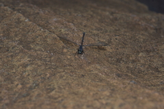 Caledopteryx maculata