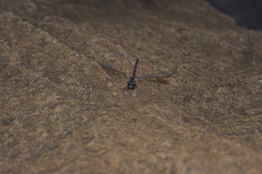Caledopteryx maculata