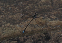 Caledopteryx maculata