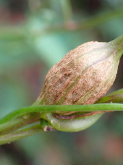 Neolasioptera convolvuli