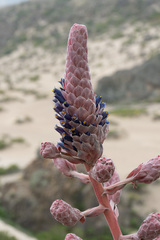 Puya venusta