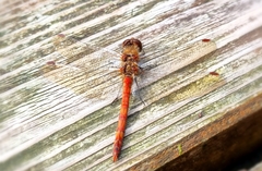 Sympetrum vulgatum