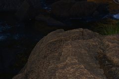 Caledopteryx maculata