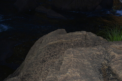 Caledopteryx maculata