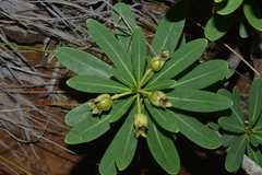 Xanthostemon aurantiacus