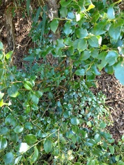 Lindera akoensis