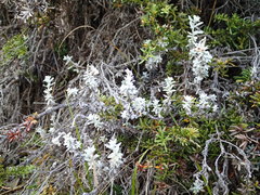 Ewartiothamnus sinclairii