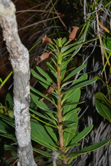 Xanthostemon aurantiacus