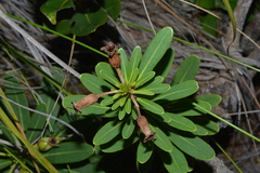 Xanthostemon aurantiacus