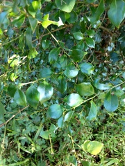 Lindera akoensis