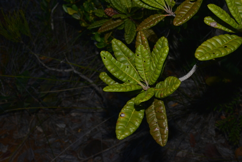 Xanthostemon sulfureus observed 2021-08-28