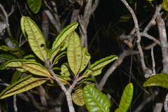 Xanthostemon