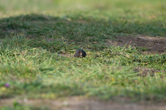Spalacopus cyanus