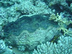 Tridacna derasa