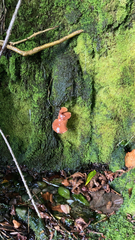 Guepinia helvelloides