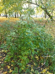 Forsythia × intermedia