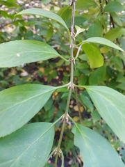 Forsythia × intermedia