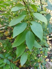 Forsythia × intermedia
