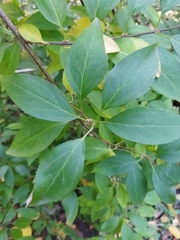 Forsythia × intermedia