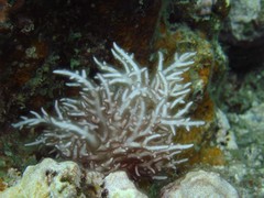 Trichogloea requienii